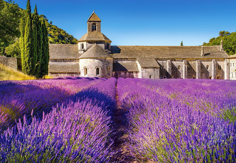 Castorland 1000 piece jigsaw puzzle - lavender field in provence, , medium-null