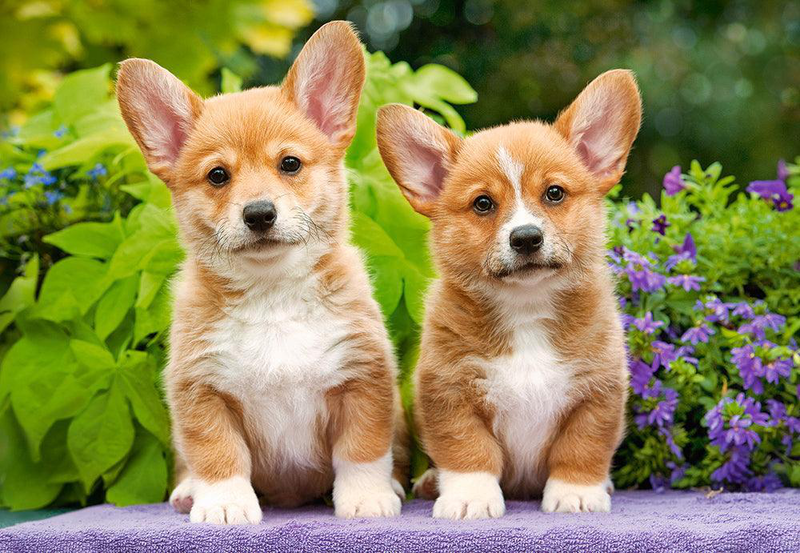 Product image: Castorland 1000 piece jigsaw puzzle - welsh corgi puppies-null